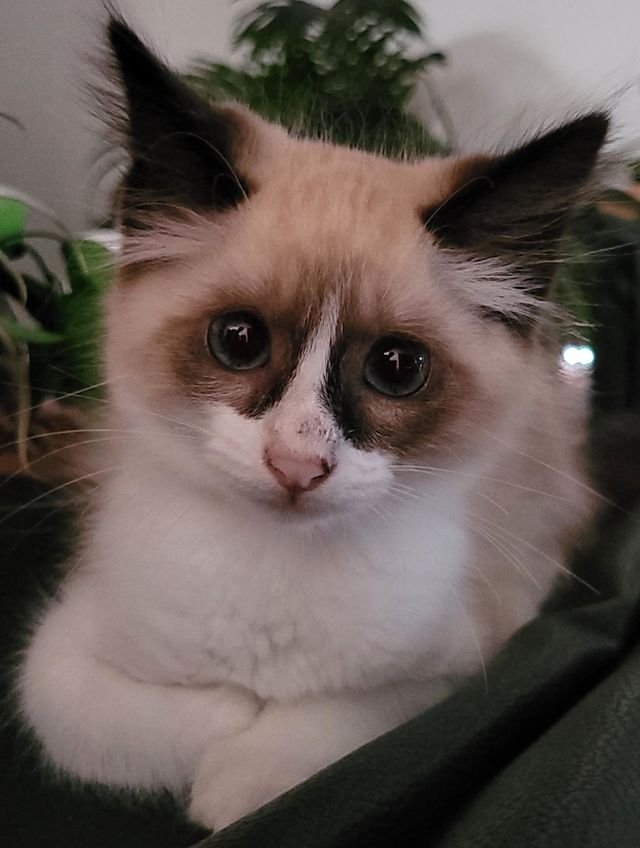 vanille