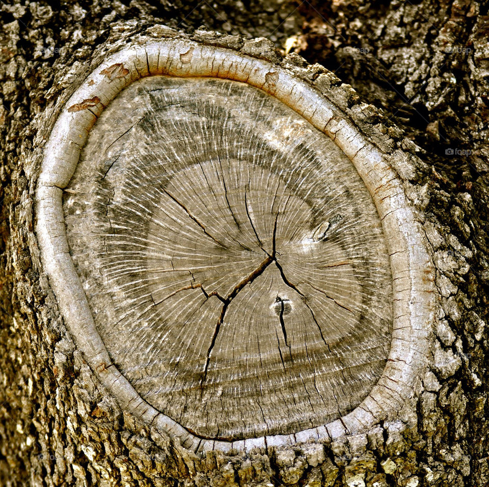 trunk knothole flora nature by refocusphoto