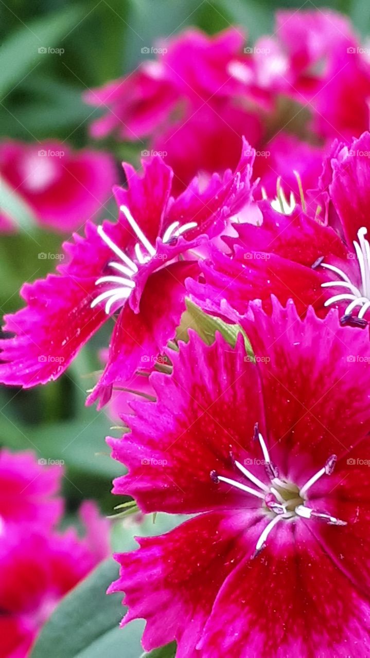 Turkish clove - karanfil