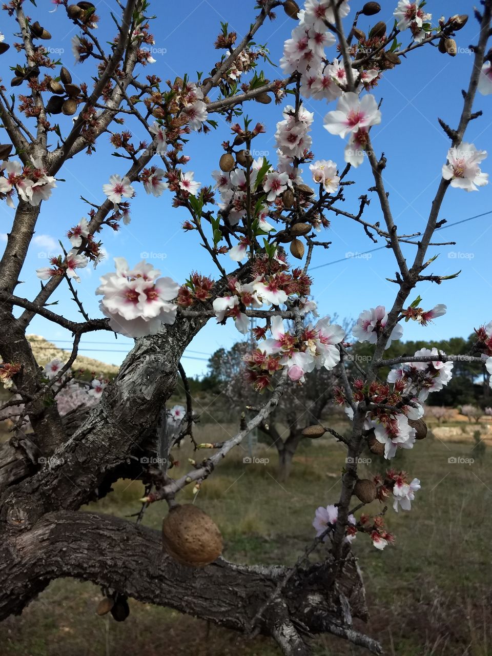 Frühling