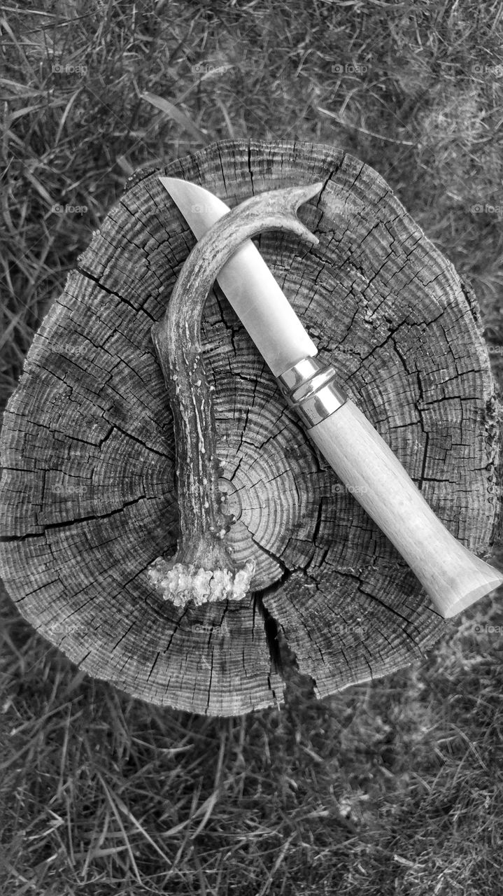 Knife, antlers and trunk