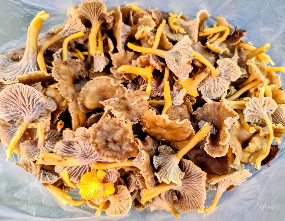 Close up of plenty of fresh delicious edible funnel wafer mushrooms