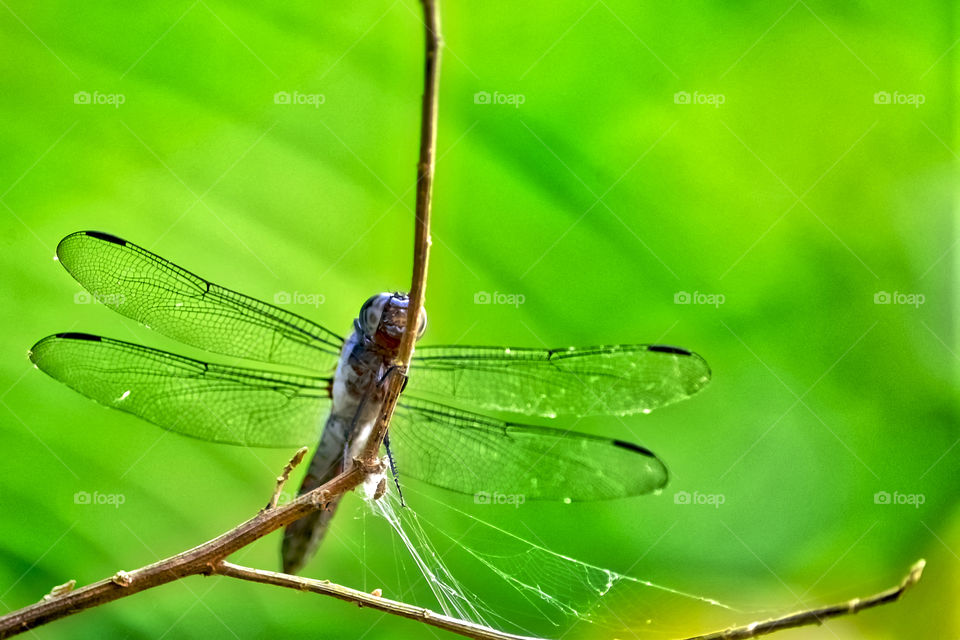 Dragon-fly