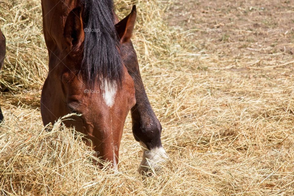 white horse in the field