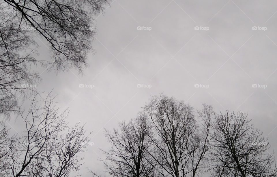 sky and trees black and white