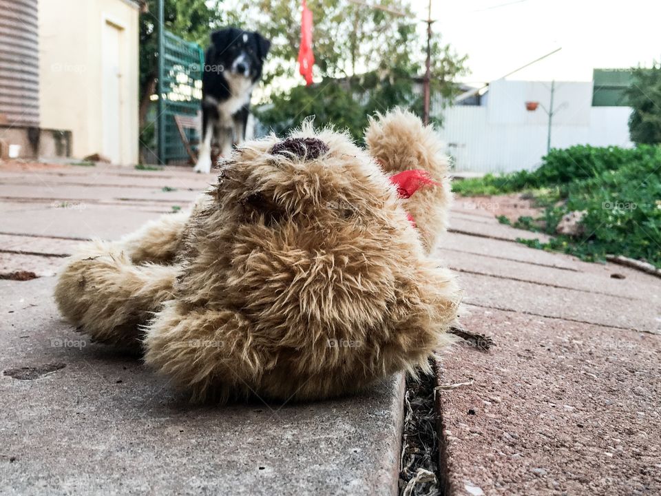 Abandoned teddy bear on ground, sheepdog in background looking