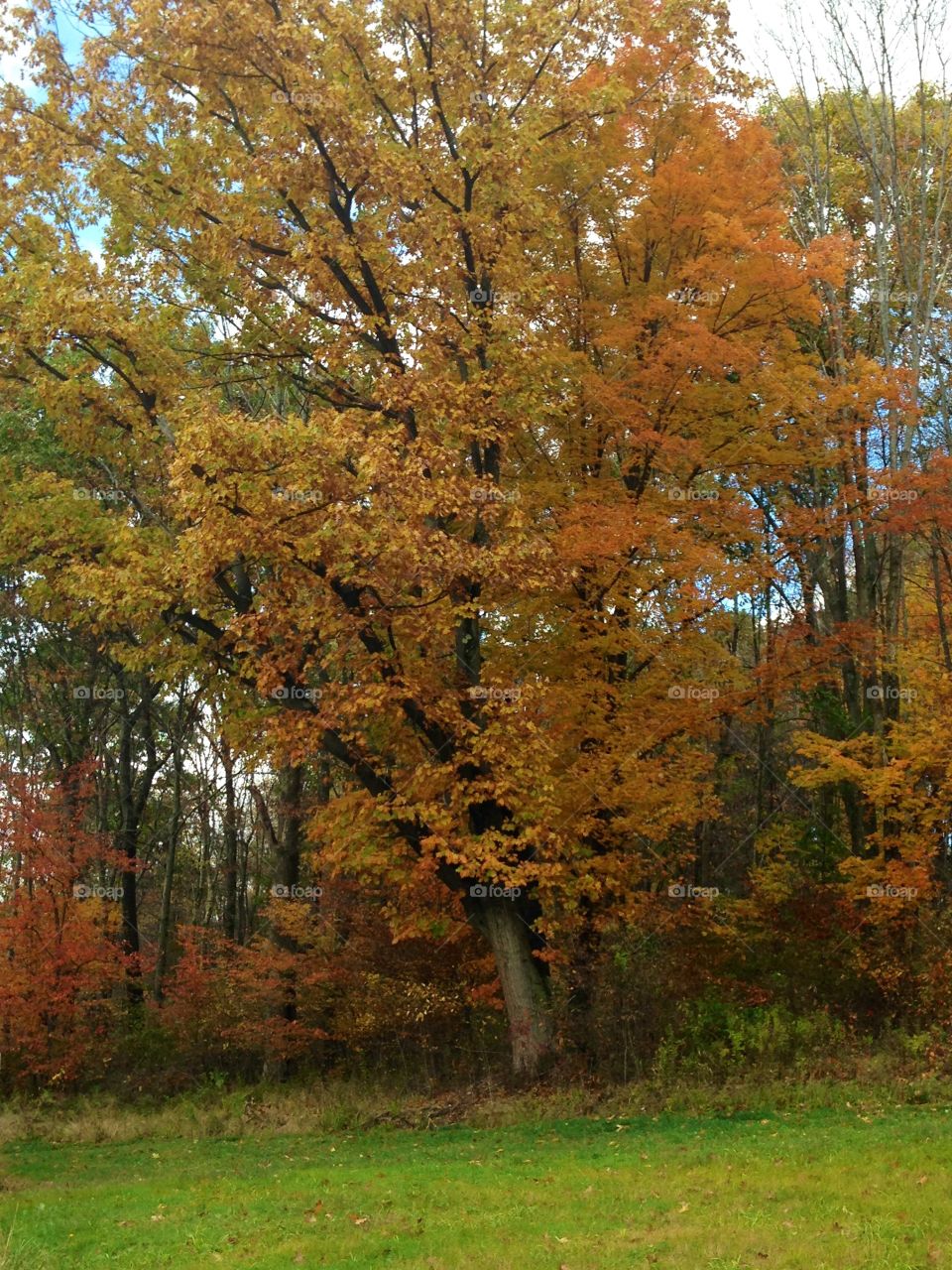 Fall, Leaf, Tree, Wood, Season