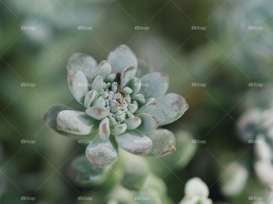 Extreme close up of succulent plant