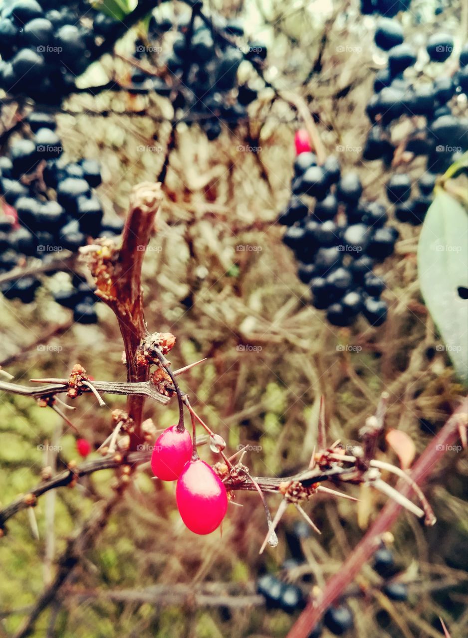 Black and Red