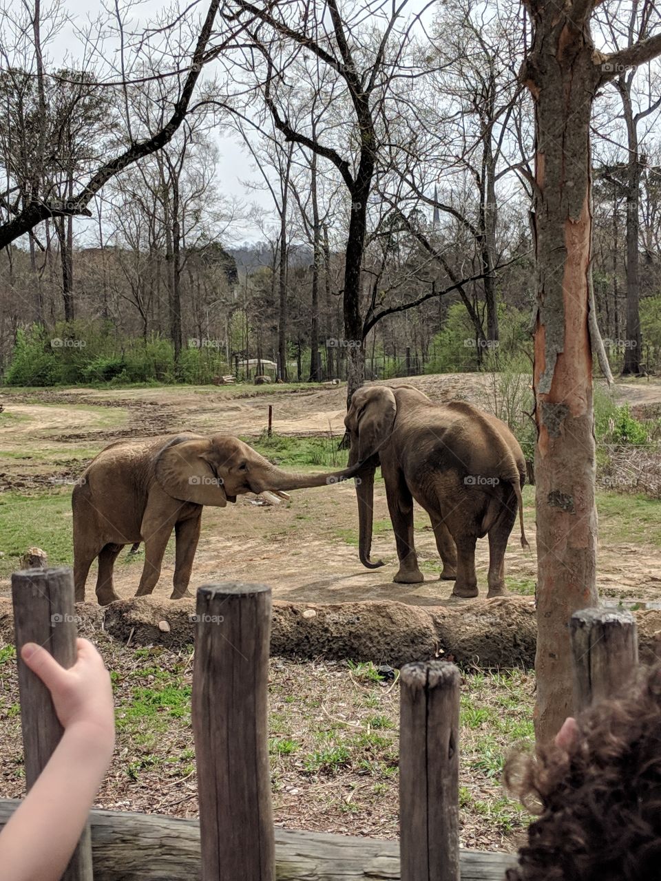 elephants