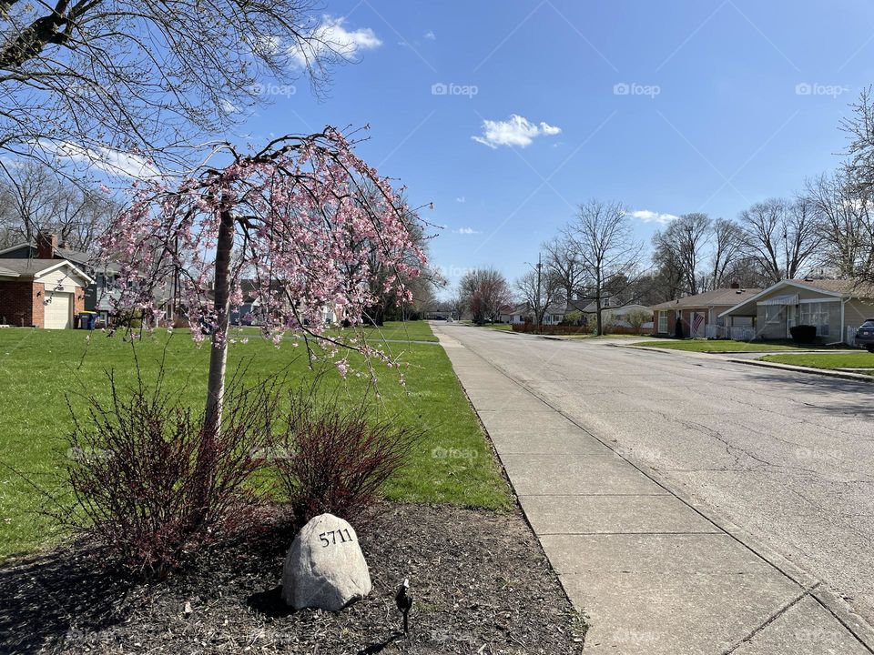 Cherry tree blossoms in spring 