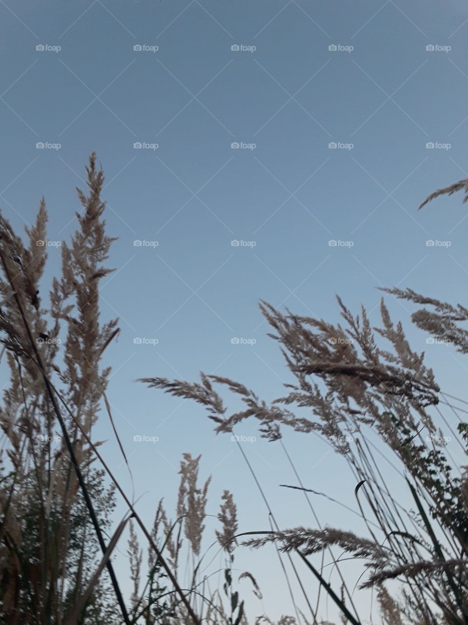 reed grass after sunset