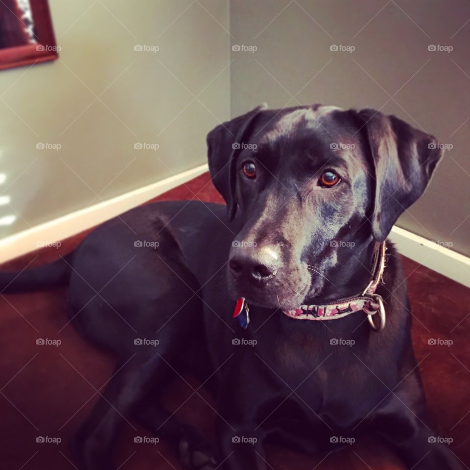 Black lab relaxing 