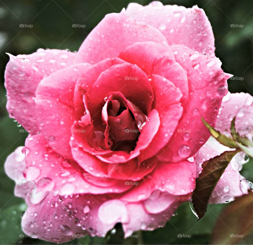 Pink rose with water droplets 