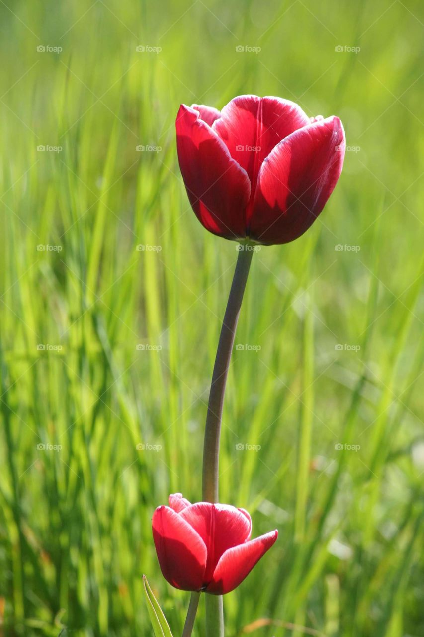 Those two gorgeous flowers look like mother and her daughter. How about presenting some flowers to your mum?