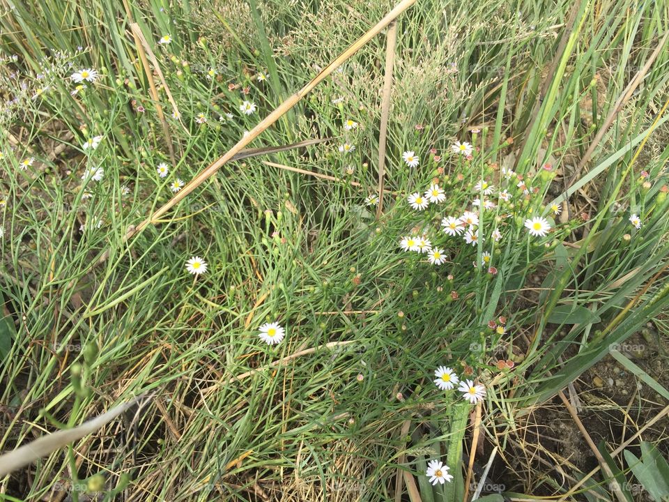 Sea grass and flowers