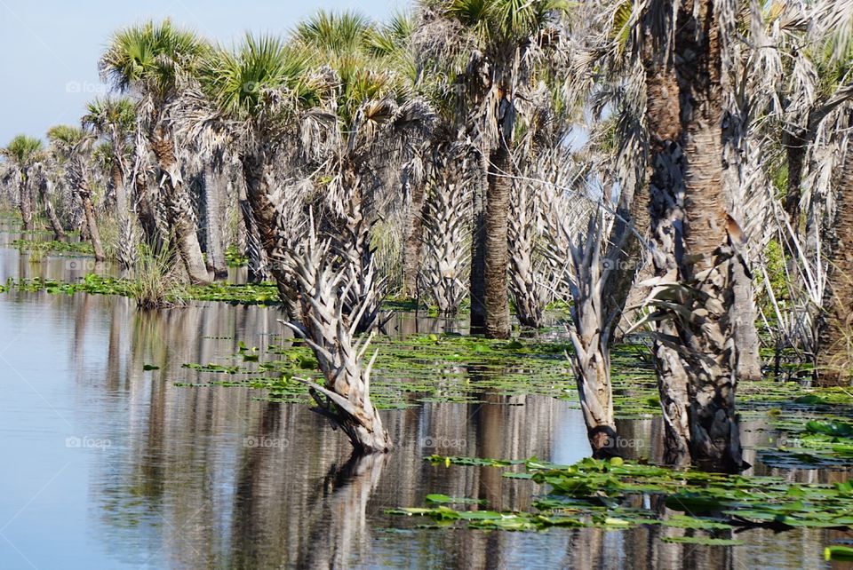 Palm trees growing in the water with lily pads in the middle of a swamp on a hot summer Florida day. 