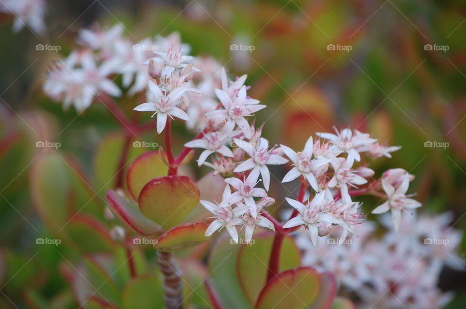 White flower in nature during day 