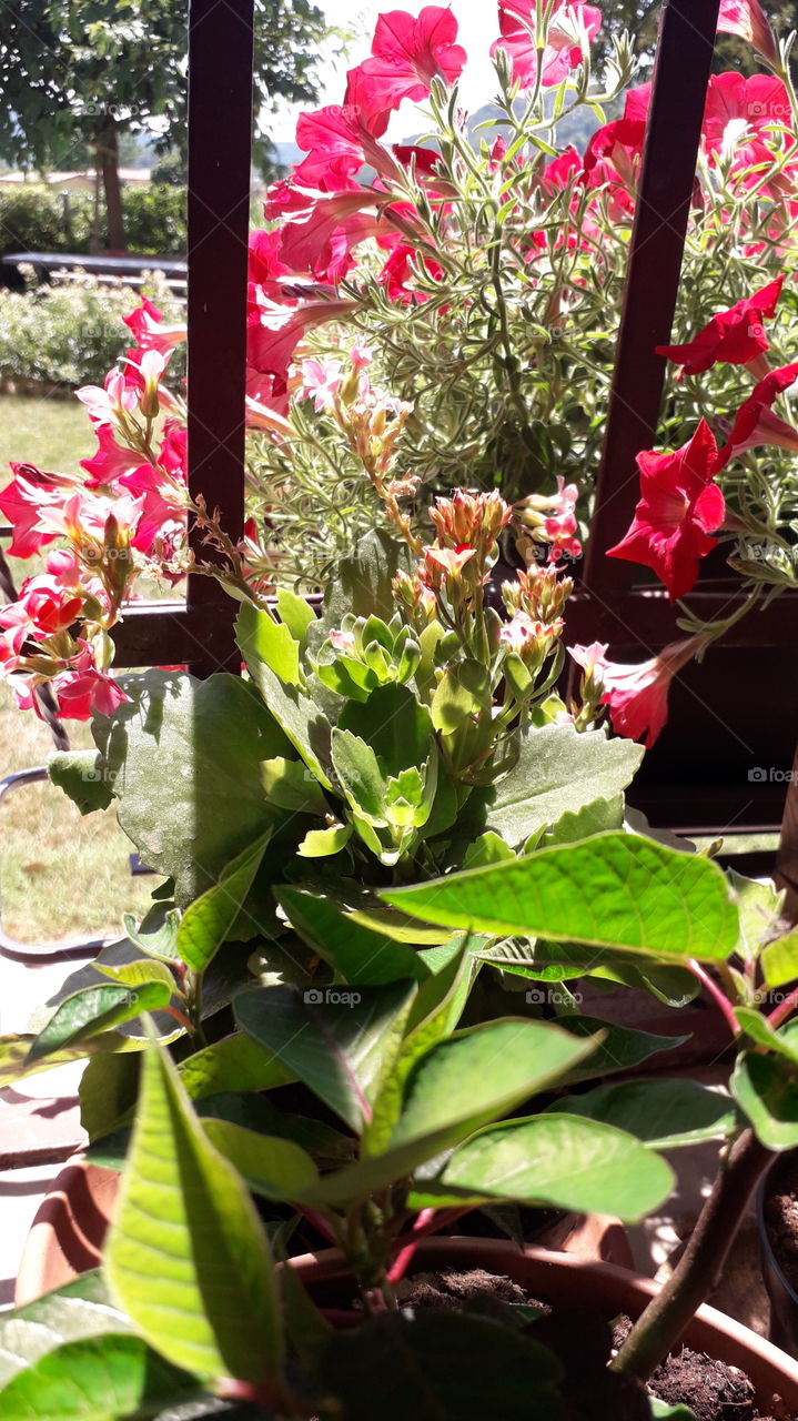 flowers on the window