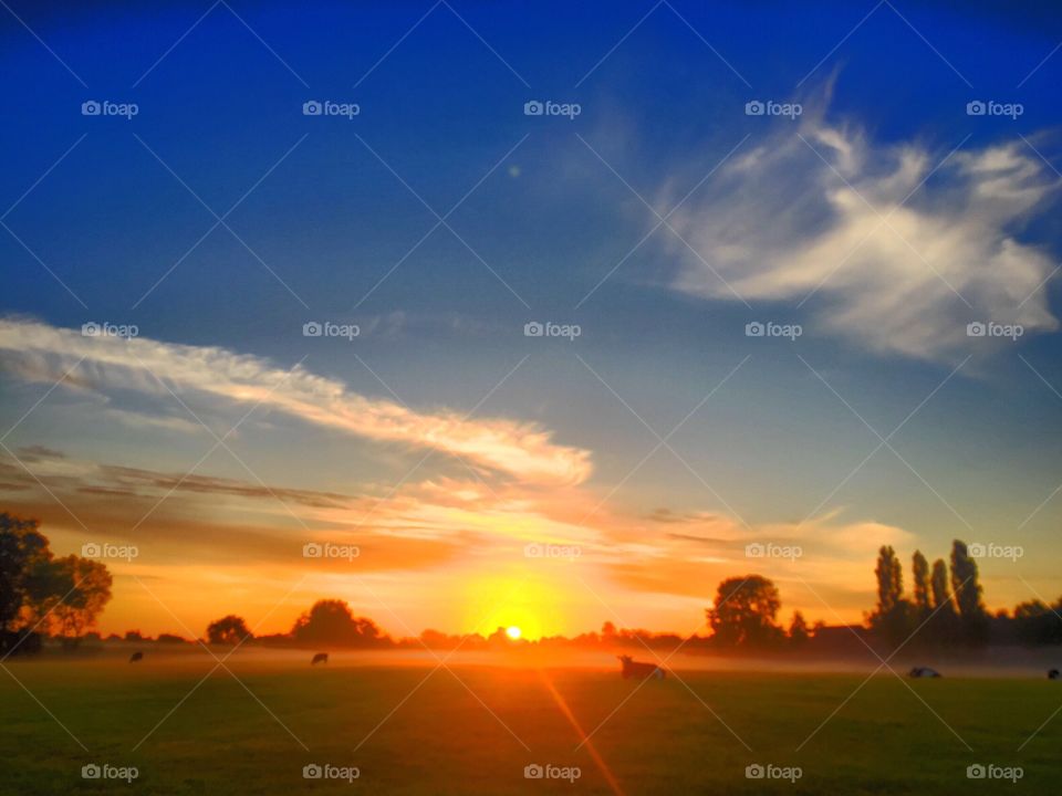 Cattle in the sunrise 