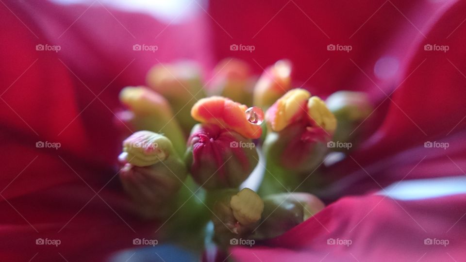 red flower, macro