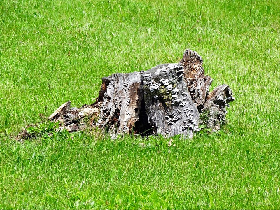 Stump in the grass