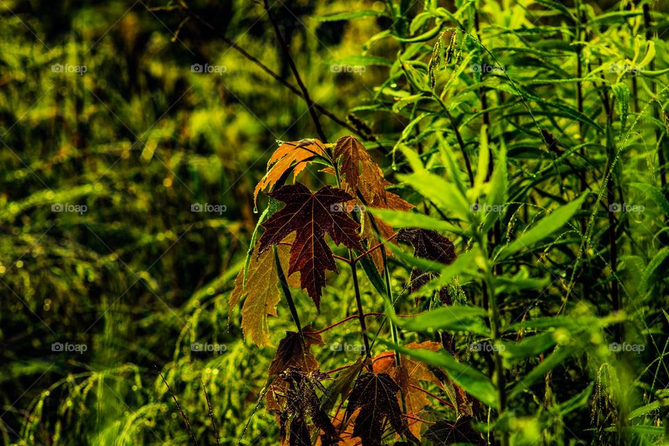 dying leafs in the field