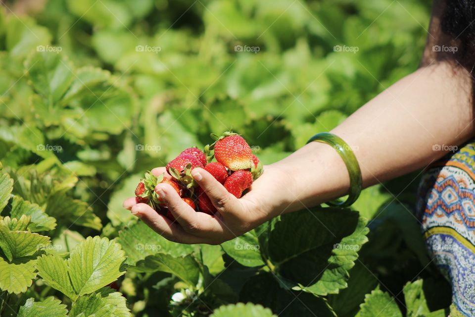 Lady hand holding strawberries from local gardening and organic farm 