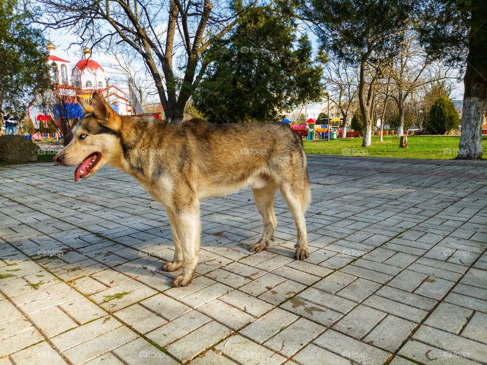 A dog in the park.