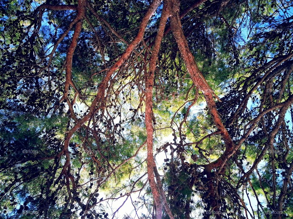 Pinecone Tree