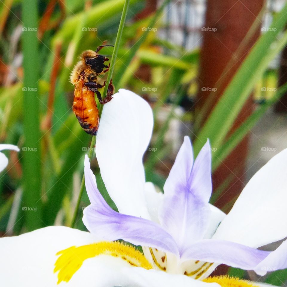 bee in the garden