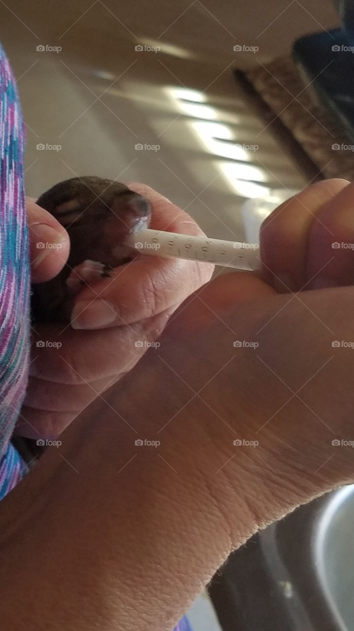 Tara Foster mothering a tiny squirrel