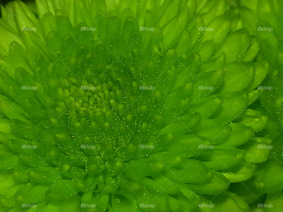 Close Up of a Green Flower