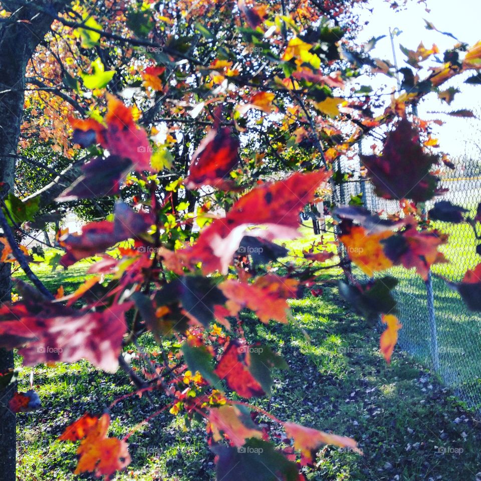 Tree, Leaf, Fall, Nature, Color