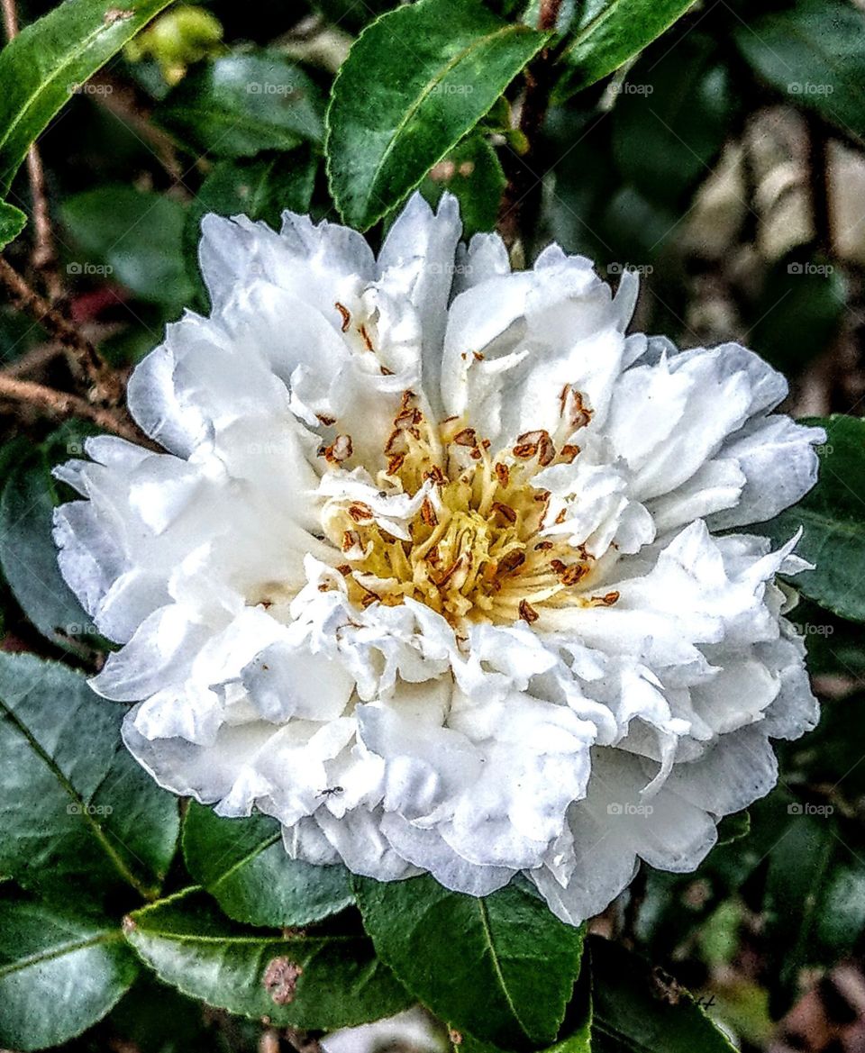 A pure white Camellia is in bloom. it is as  the most exciting life of anyperson. 
a brilliant bloom is also a life of person, people should struggle for themselves when they were young and strong. this is meaning for a bloom.