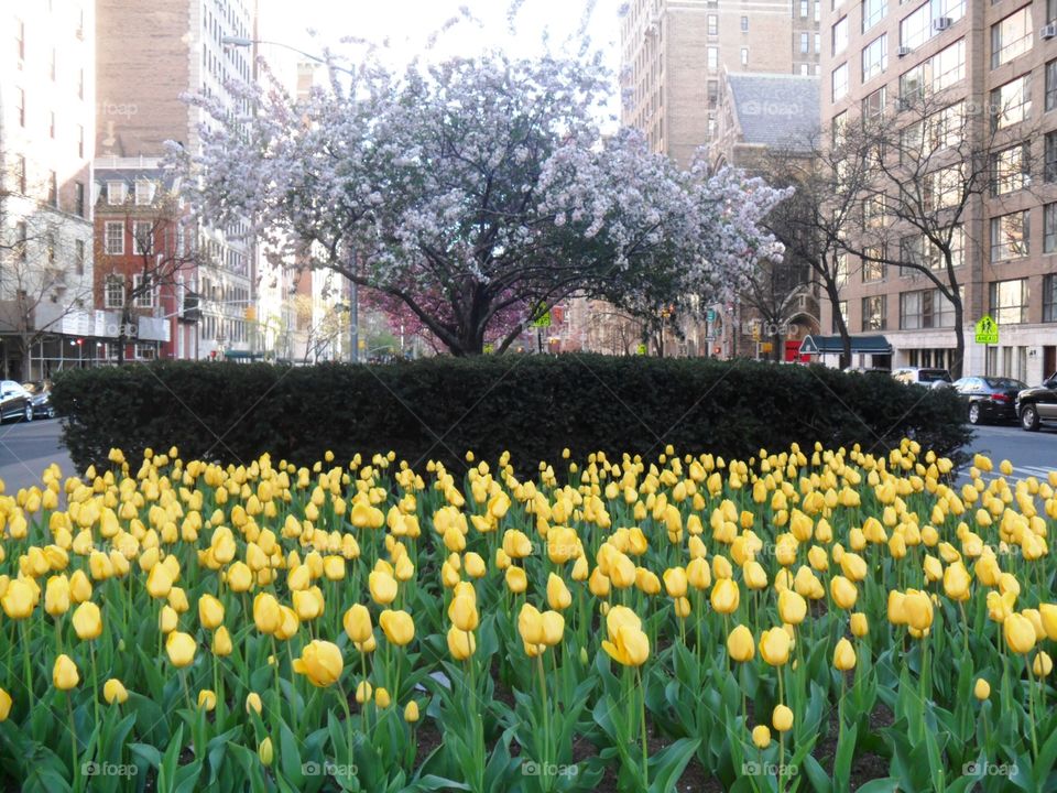 Beautiful Flower in NY