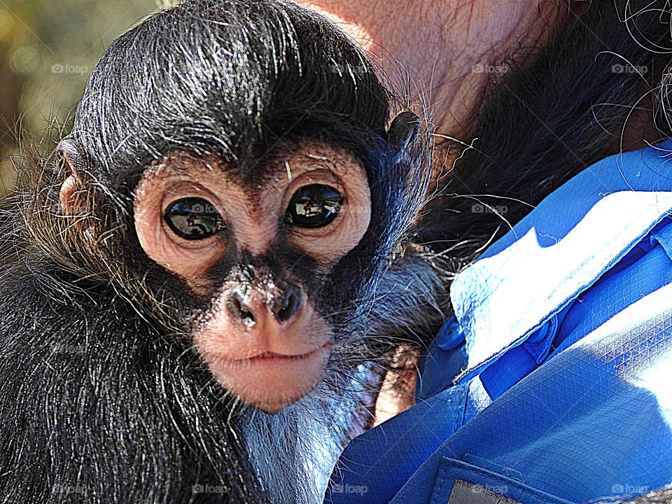 Maui the Spider Monkey - Dogs and cats remain the most popular pets, but, it also includes a somewhat surprising array, including hamsters, fish, rats, and mice 