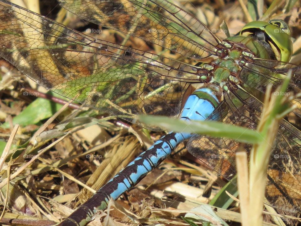 Up close and personal with a colorful dragonfly