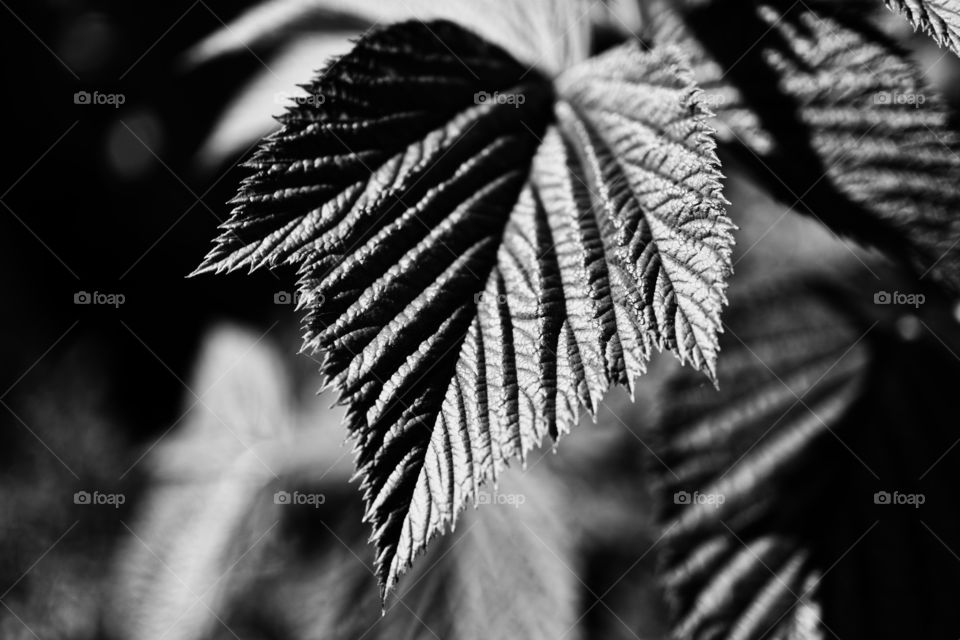 Raspberry plant leaf monochrome