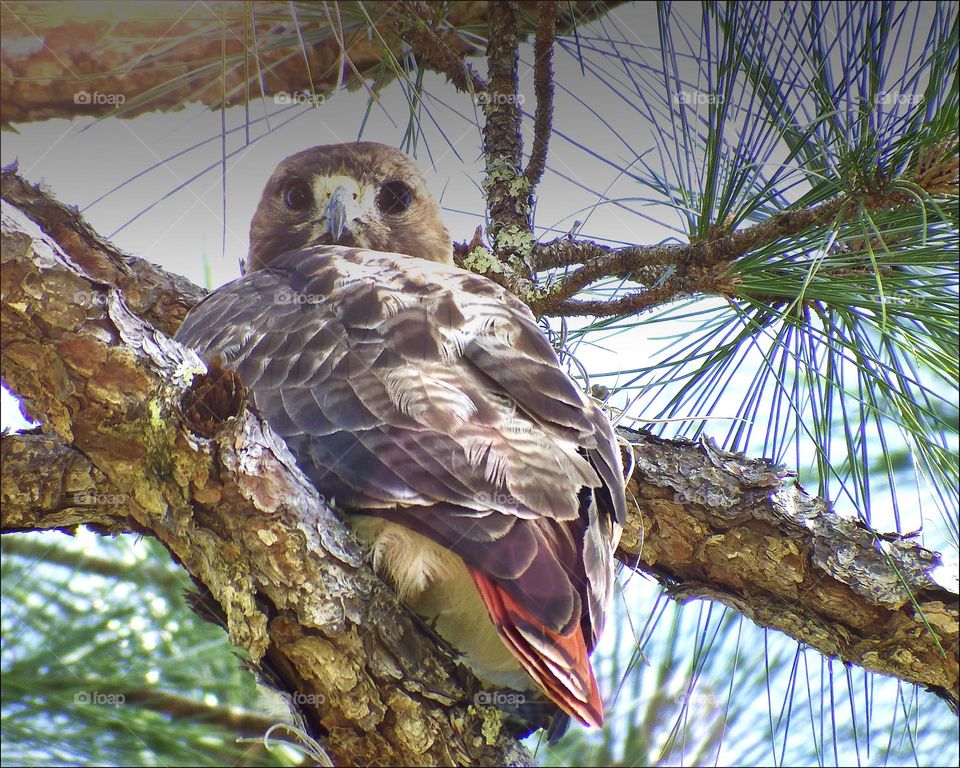 Fledgling Red tailed Hawk.