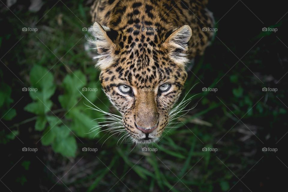Nature Animals Leopard