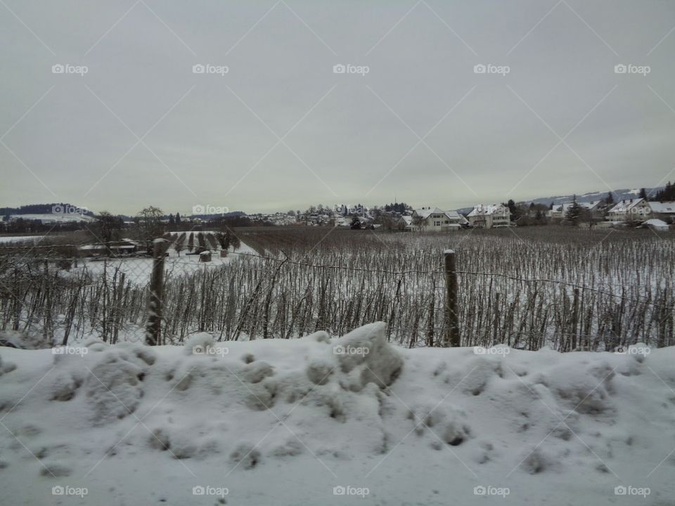 Vineyards during winter