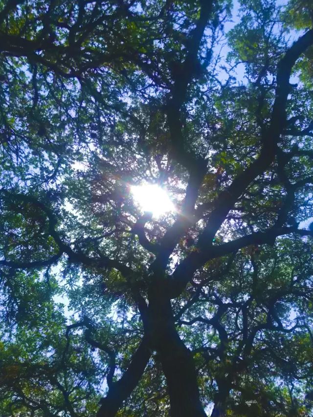 From the ground up- the sun is trying to peek through the live oaks with the blue sky highlighting the dark branches and green leaves.  