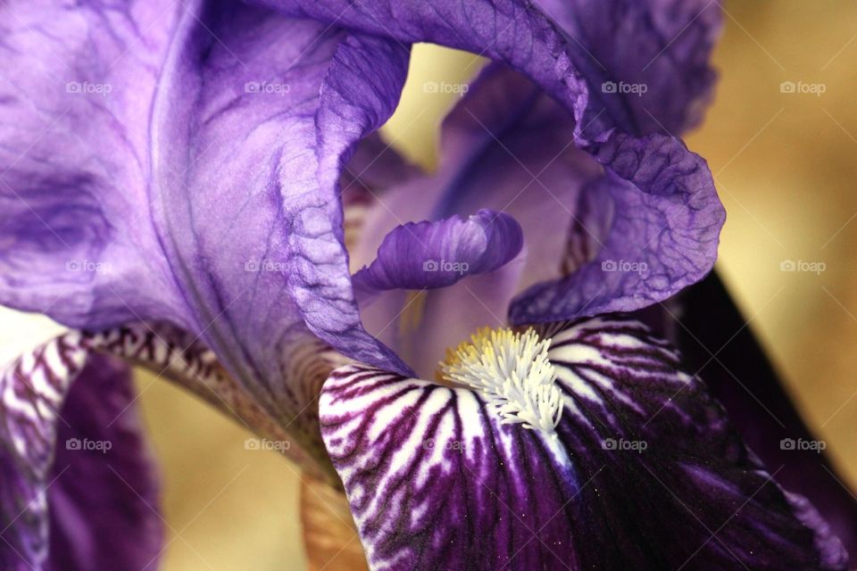 macro shot of an Iris flower