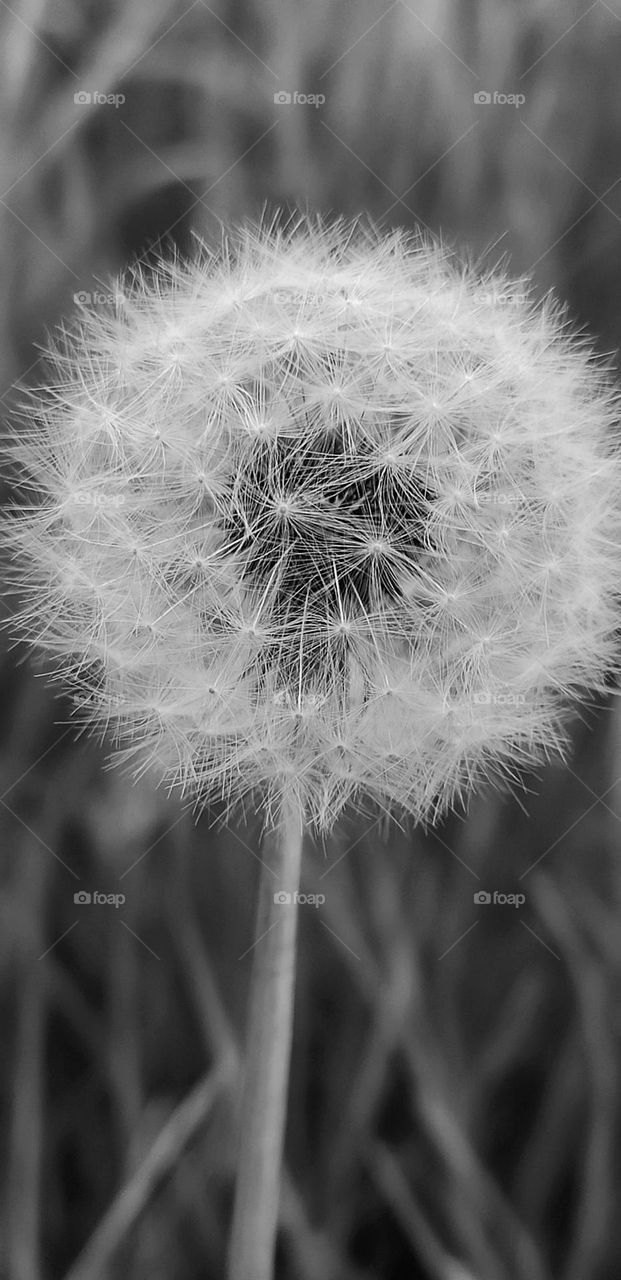 battle black white color