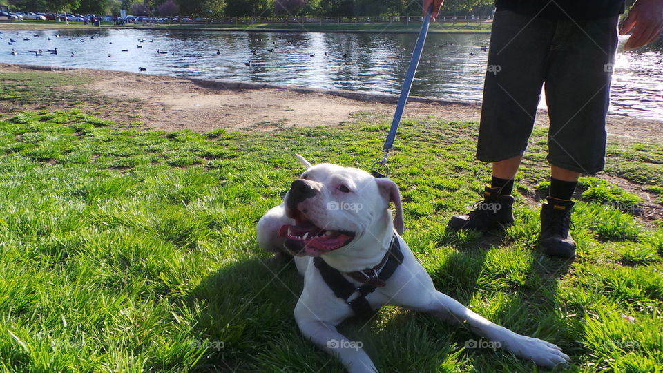 Happy Lake Dog