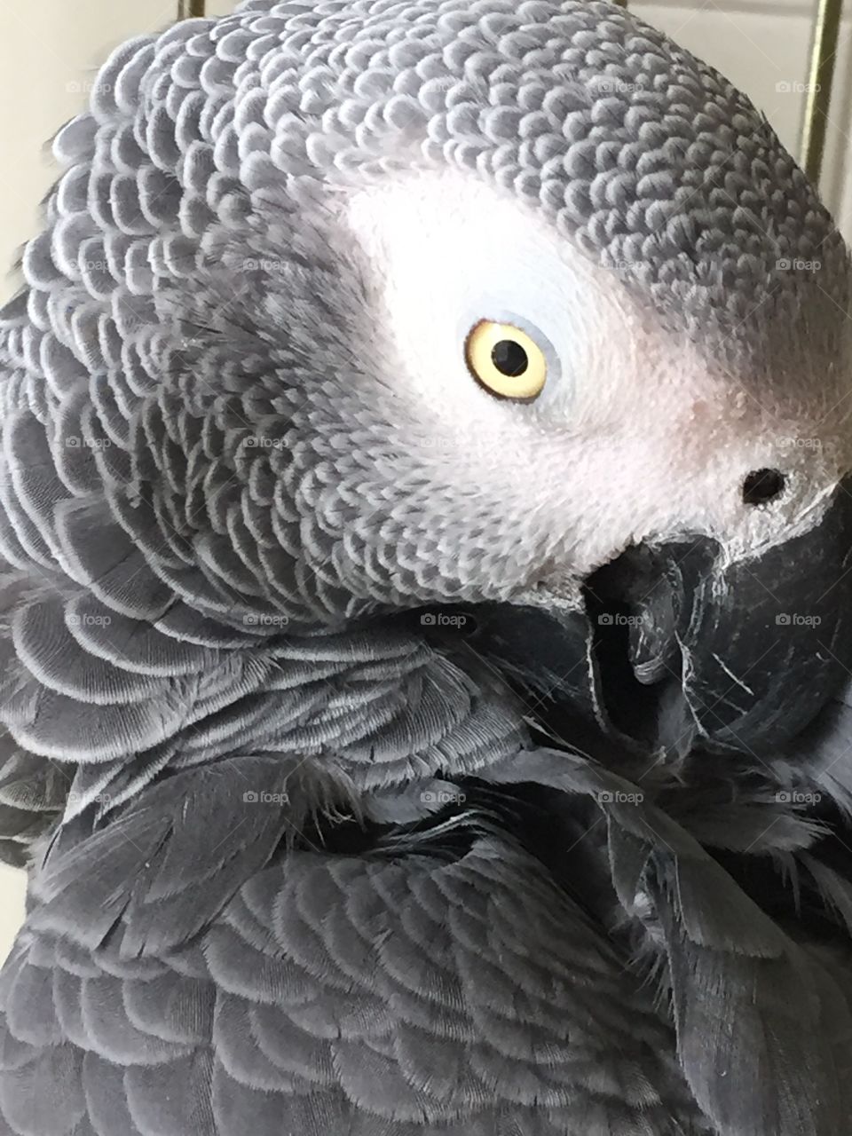 My Parrot !!!