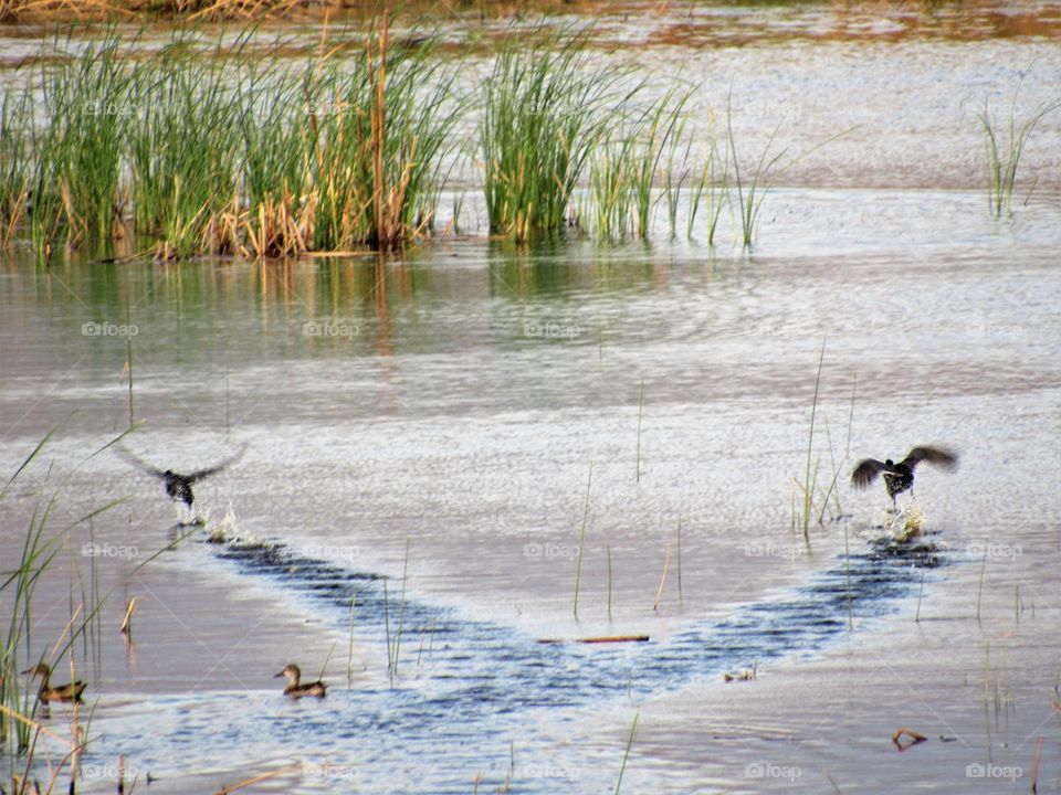 Ducks skimming the water