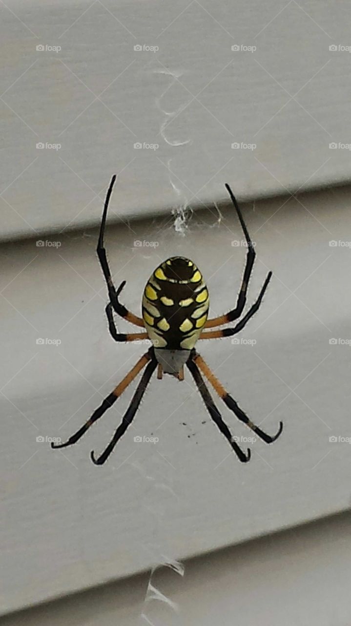 Garden Spider
