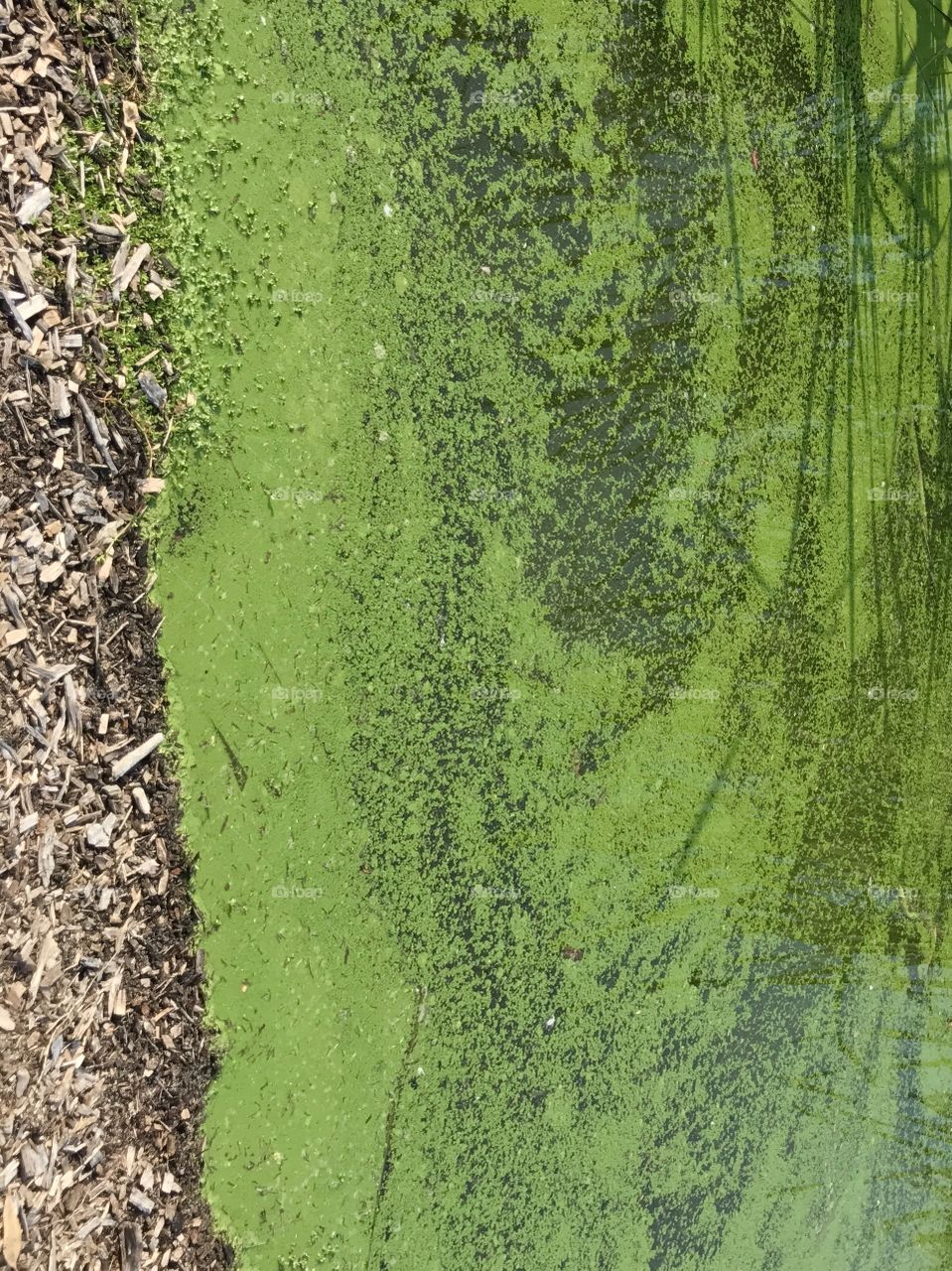 Algae in waterway 